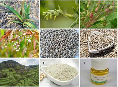 Adlay, an ancient functional plant with nutritional quality, improves human health